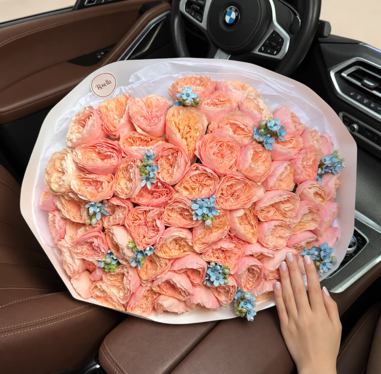 64 garden roses & 56 tweedia blooms in a hand-tied bouquet